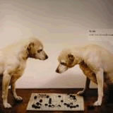 “One Foot on Either Side of the Ladder (LP vinyl)” album cover