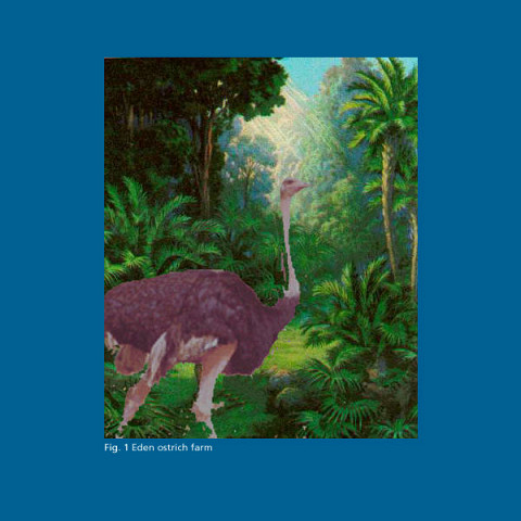 “Eden Ostrich Farm (Download)” album cover