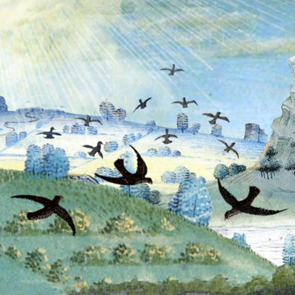 Illustration for the work Rites d’oiseaux pensants by Dominique Bassal [Image: Luc Beauchemin, March 2009]